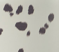 Dalmatian Dots